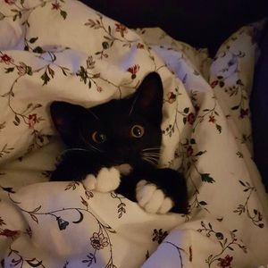 Meet your Posher, Liberty